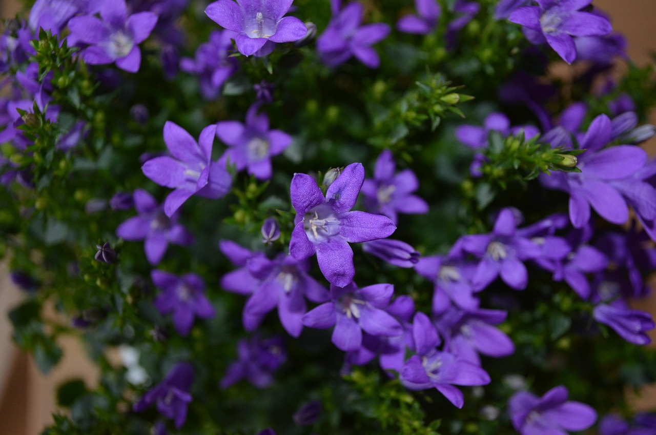 燕郊四季花都最新動態(tài)，城市未來之花綻放，花朵與都市共成長